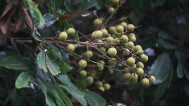 Doğa üzerine Dimocarpus longan meyvesi (longan, Lengkeng, kelengkeng, mata kucing, longan, Dimocarpus longan)