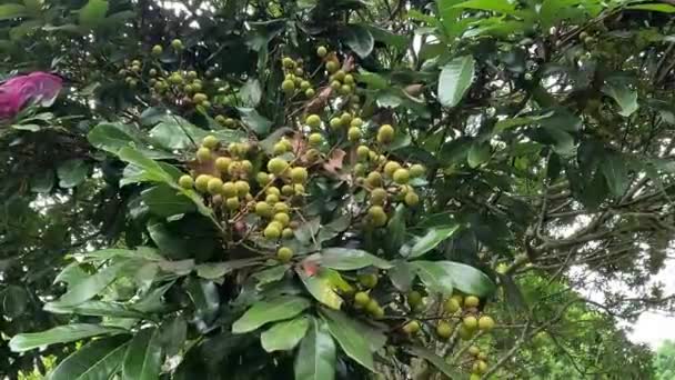 Dimocarpus Longan Φρούτα Longan Lengkeng Kelengkeng Mata Kucing Longan Dimocarpus — Αρχείο Βίντεο
