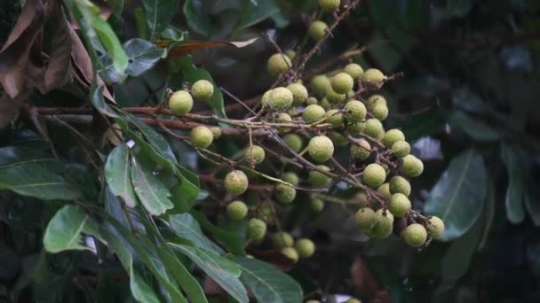 Buah Dimocarpus Longan Longan Lengkeng Kelengkeng Mata Kucing Longan Dimocarpus — Stok Video