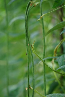 Kuşkonmaz fasulyesi (ayrıca Vigna unguiculata, yeşil fasulye, yardlong bean, long-podled cowpea, snake bean, bodi, bora olarak da bilinir) ağaçta bulunur.