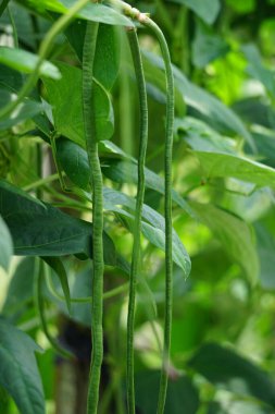 Kuşkonmaz fasulyesi (ayrıca Vigna unguiculata, yeşil fasulye, yardlong bean, long-podled cowpea, snake bean, bodi, bora olarak da bilinir) ağaçta bulunur.