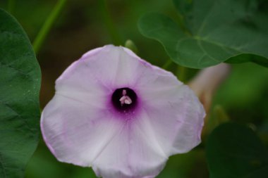 Ipomoea carnea (ayrıca Kangkung pagar olarak da bilinir, krangkungan, pembe sabah zaferi).