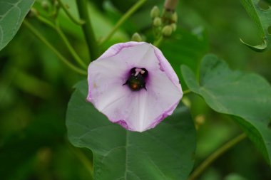 Ipomoea carnea (ayrıca Kangkung pagar olarak da bilinir, krangkungan, pembe sabah zaferi).