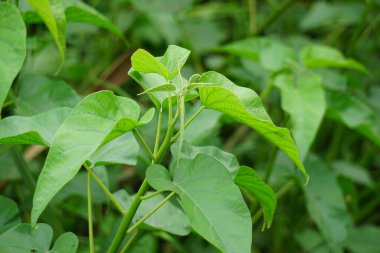 Ipomoea carnea (ayrıca Kangkung pagar olarak da bilinir, krangkungan, pembe sabah zaferi).