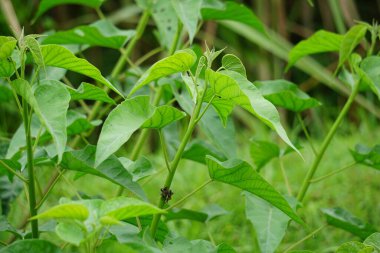 Ipomoea carnea (ayrıca Kangkung pagar olarak da bilinir, krangkungan, pembe sabah zaferi).