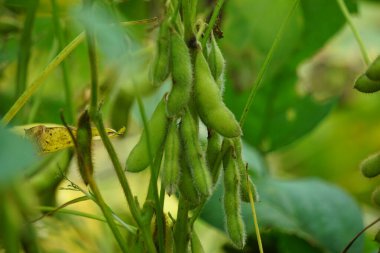 Ağaçta soya fasulyesi ya da soya fasulyesi olarak da bilinir. Soya fasulyesi tempo ya da soya peyniri yapmak için gerekli malzemelerden biridir.