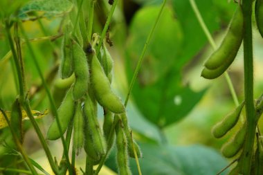 Ağaçta soya fasulyesi ya da soya fasulyesi olarak da bilinir. Soya fasulyesi tempo ya da soya peyniri yapmak için gerekli malzemelerden biridir.