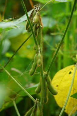 Ağaçta soya fasulyesi ya da soya fasulyesi olarak da bilinir. Soya fasulyesi tempo ya da soya peyniri yapmak için gerekli malzemelerden biridir.