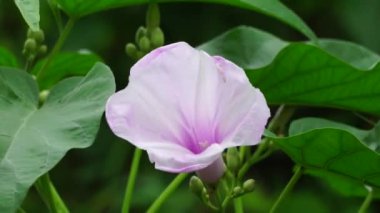 Ipomoea carnea (ayrıca Kangkung pagar olarak da bilinir, krangkungan, pembe sabah zaferi).