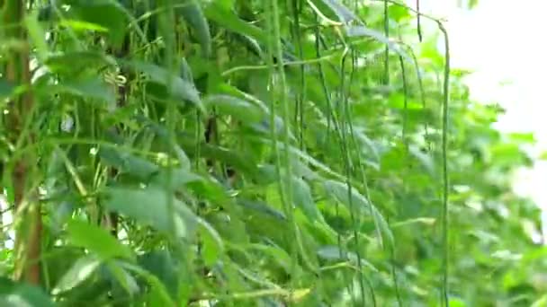 Asparagus Bean Also Called Vigna Unguiculata Green Bean Yardlong Bean — Stock Video