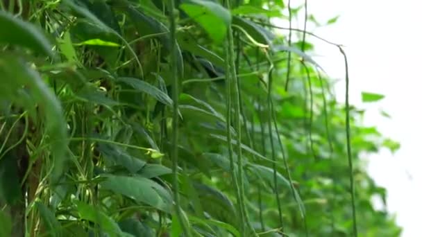 Kacang Asparagus Juga Disebut Vigna Unguiculata Kacang Hijau Kacang Yardlong — Stok Video