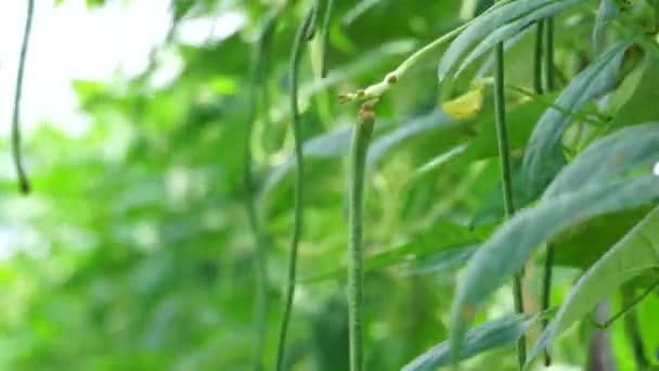 Fasola Szparagowa Zwana Również Vigna Unguiculata Fasola Zielona Jardlong Bean — Wideo stockowe