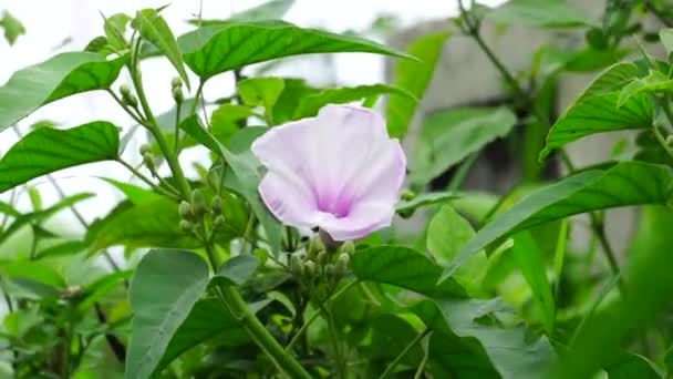 Ipomoea Carnea Zwany Również Kangkung Pagar Krangkungan Różowy Poranna Chwała — Wideo stockowe