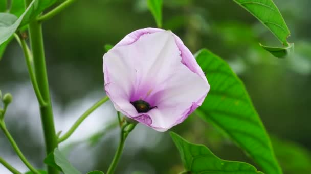 自然界的Ipomoea Carnea 亦称Kangkung Pagar Krangkungan Pink Morning Glory — 图库视频影像
