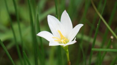 Zephyranthes (ayrıca peri zambağı, yağmur çiçeği, zephyr zambağı, sihirli zambak olarak da bilinir) doğal bir geçmişe sahiptir.