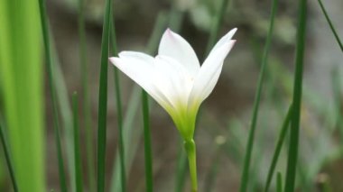 Zephyranthes (ayrıca peri zambağı, yağmur çiçeği, zephyr zambağı, sihirli zambak olarak da bilinir) doğal bir geçmişe sahiptir.