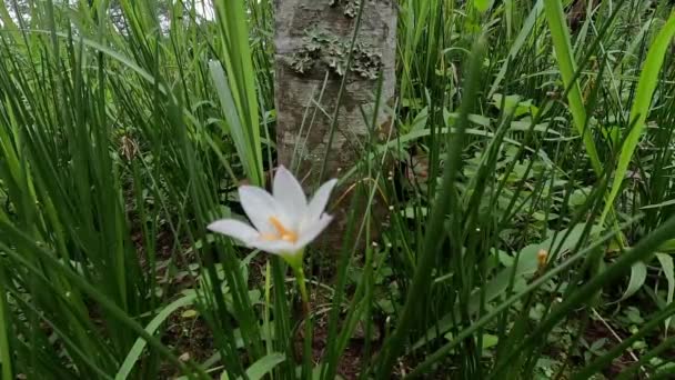 Zephyranthes Also Called Fairy Lily Rain Flower Zephyr Lily Magic — Stockvideo