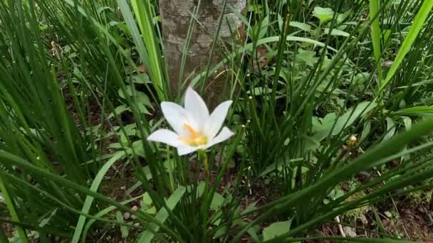 Zephyranthes Also Called Fairy Lily Rain Flower Zephyr Lily Magic — Video