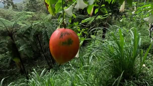 トリコサントス カレーラ マカル レッドボールヘビグルド フルーツ このフルーツは有毒であり タイの伝統的な医学システムでは 植物は鎮静剤として使用されます — ストック動画