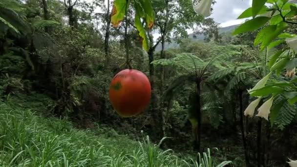 Trichosanthes Tricuspidata Kalayar Makal Tykev Červená Ovoce Toto Ovoce Jedovatý — Stock video