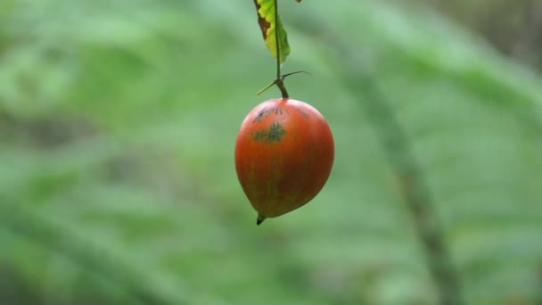 トリコサントス カレーラ マカル レッドボールヘビグルド フルーツ このフルーツは有毒であり タイの伝統的な医学システムでは 植物は鎮静剤として使用されます — ストック動画