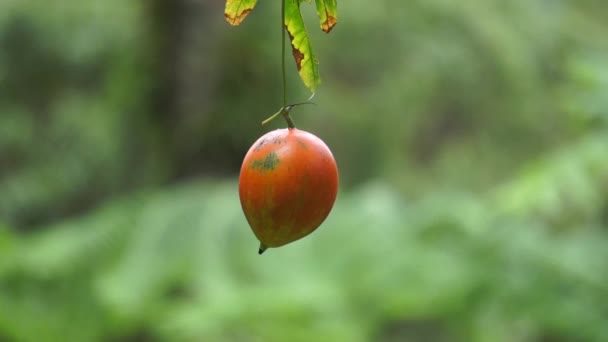 Trichosanthes Tricuspidata Kalayar Makal Rödbollsorm Frukt Denna Frukt Giftig Och — Stockvideo
