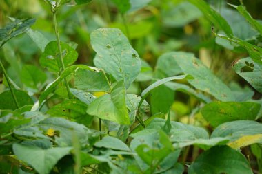 Soybean (Also called soya bean, soy bean) leaves on the tree. Soybeans is one of the ingredient to make tempe or tofu clipart