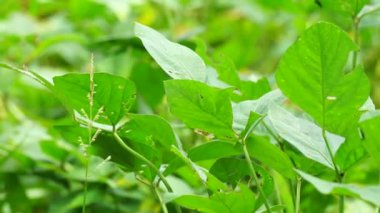Soya fasulyesi (soya fasulyesi, soya fasulyesi olarak da bilinir) ağaçtaki yapraklar. Soya fasulyesi tempo ya da soya peyniri yapmak için gerekli malzemelerden biridir.