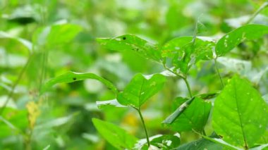 Soya fasulyesi (soya fasulyesi, soya fasulyesi olarak da bilinir) ağaçtaki yapraklar. Soya fasulyesi tempo ya da soya peyniri yapmak için gerekli malzemelerden biridir.