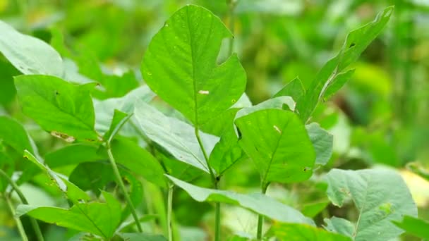 大豆豆 大豆とも呼ばれる は木に葉を残している 大豆は お寺や豆腐を作るための成分の一つです — ストック動画