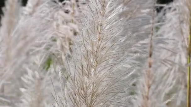 Цветок Сахарного Тростника Естественном Фоне Стоковый Видеоролик