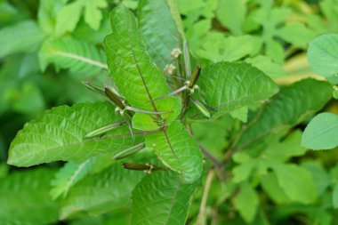 Ruellia tuberosa (minnieroot, humma kökü, aslanağzı kökü olarak da bilinir) doğal bir geçmişi vardır.
