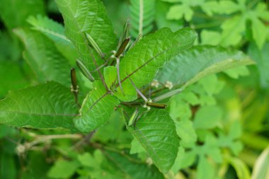 Ruellia tuberosa (minnieroot, humma kökü, aslanağzı kökü olarak da bilinir) doğal bir geçmişi vardır.