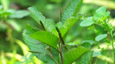 Ruellia tuberosa (minnieroot, humma kökü, aslanağzı kökü olarak da bilinir) doğal bir geçmişi vardır.