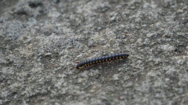 Yıldız köstebeği (