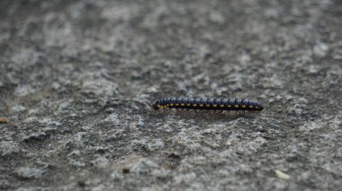 Yıldız köstebeği (