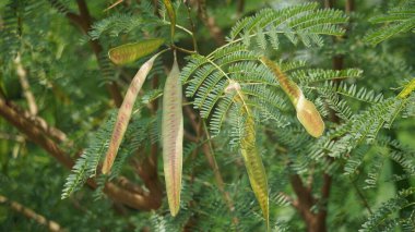 Leucaena löcocephala (jumbay, river tamarind, subabul, beyaz popinac, beyaz lucotree, Mimosa lökophala, Mimosa glauca Koenig) ya da Çin petai, kemlandingan ve lamtoro olarak da adlandırılabilir..