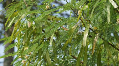 Leucaena löcocephala (jumbay, river tamarind, subabul, beyaz popinac, beyaz lucotree, Mimosa lökophala, Mimosa glauca Koenig) ya da Çin petai, kemlandingan ve lamtoro olarak da adlandırılabilir..