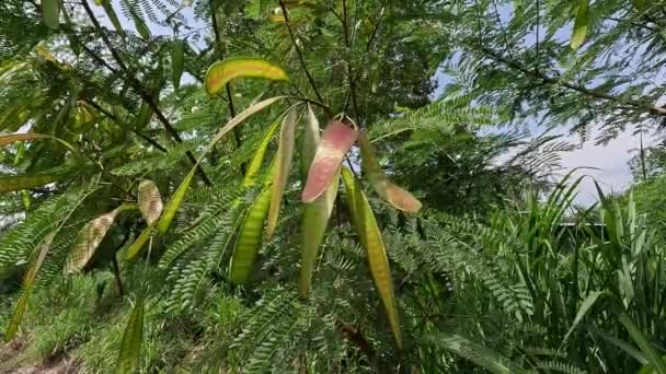 Leucaena Leucocephala Jumbay Flodtamarind Subabul Vit Popinak Vit Leadtree Mimosa — Stockvideo