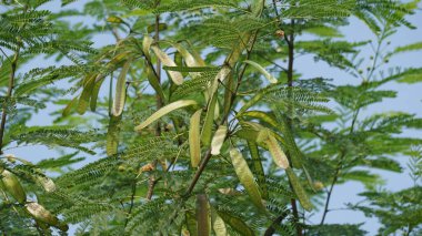 Leucaena löcocephala (jumbay, river tamarind, subabul, beyaz popinac, beyaz lucotree, Mimosa lökophala, Mimosa glauca Koenig) ya da Çin petai, kemlandingan ve lamtoro olarak da adlandırılabilir..