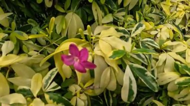 Ravenia spectabilis (Lemonia spectabilis, Ravenia rosea) çeşitli bir süs çalısıdır ve parlak pembe düz çiçekler üretir.