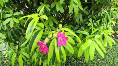 Ravenia spectabilis (Lemonia spectabilis, Ravenia rosea) çeşitli bir süs çalısıdır ve parlak pembe düz çiçekler üretir.