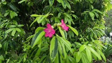 Ravenia spectabilis (Lemonia spectabilis, Ravenia rosea) çeşitli bir süs çalısıdır ve parlak pembe düz çiçekler üretir.