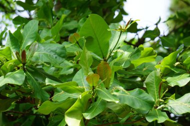 Doğada Terminalia Catappa var. Ayrıca country badem, deniz bademi ve tropikal badem de denir.