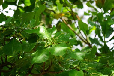 Doğada Terminalia Catappa var. Ayrıca country badem, deniz bademi ve tropikal badem de denir.