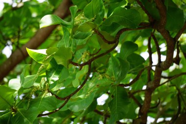 Doğada Terminalia Catappa var. Ayrıca country badem, deniz bademi ve tropikal badem de denir.