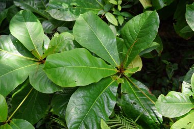 Doğada Terminalia Catappa var. Ayrıca country badem, deniz bademi ve tropikal badem de denir.