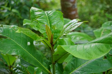 Doğada Terminalia Catappa var. Ayrıca country badem, deniz bademi ve tropikal badem de denir.
