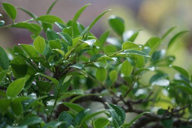 Ficus microcarpa bonsai (Ficus malacocarpa, Çin banyan, Malaya banyan, Hint defne, perde inciri, gajumaru, Kimeng). Bu bitki geleneksel olarak acıya ve ateşe karşı kullanılır.