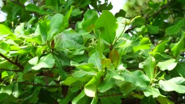 Doğada Terminalia Catappa var. Ayrıca country badem, deniz bademi ve tropikal badem de denir.